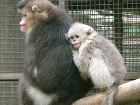 Смотреть фото Чёрный ринопитек Фото Чёрный ринопитек