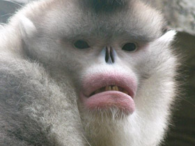 Смотреть фото Чёрный ринопитек Фото Чёрный ринопитек