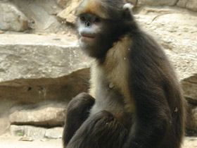 Смотреть фото Чёрный ринопитек Фото Чёрный ринопитек