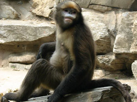 Смотреть фото Чёрный ринопитек Фото Чёрный ринопитек