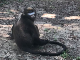 Смотреть фото Гуйчжоуский ринопитек Фото Гуйчжоуский ринопитек