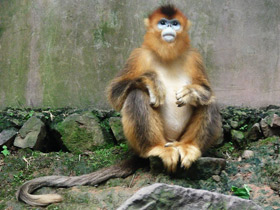 Смотреть фото Рокселланов ринопитек Фото Рокселланов ринопитек