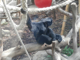 Смотреть фото Сиаманг Фото Сиаманг