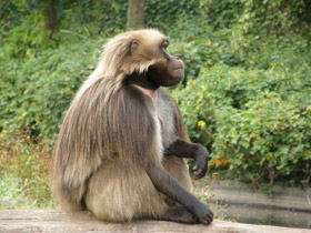 Смотреть фото Гелада Фото Гелада