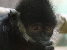 Смотреть фото Тонкинский гульман Фото Тонкинский гульман