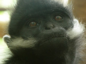 Смотреть фото Тонкинский гульман Фото Тонкинский гульман