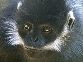 Смотреть фото Тонкинский гульман Фото Тонкинский гульман