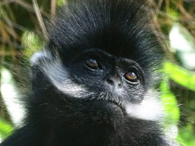 Смотреть фото Тонкинский гульман Фото Тонкинский гульман