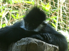 Смотреть фото Тонкинский гульман Фото Тонкинский гульман