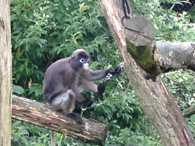 Смотреть фото Очковый тонкотел Фото Очковый тонкотел