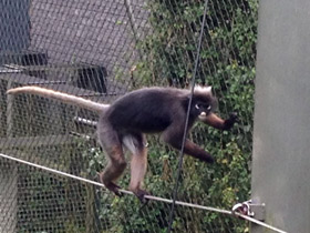 Смотреть фото Очковый тонкотел Фото Очковый тонкотел