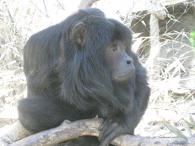 Смотреть фото Черный ревун Фото Черный ревун