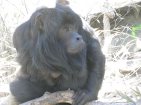 Смотреть фото Черный ревун Фото Черный ревун