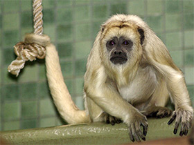 Смотреть фото Черный ревун Фото Черный ревун