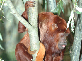 Смотреть фото Рыжий ревун Фото Рыжий ревун