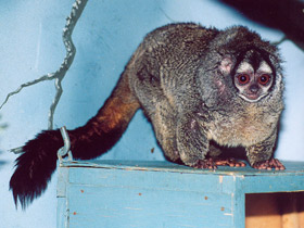 Смотреть фото Ночная обезьяна Фото Ночная обезьяна