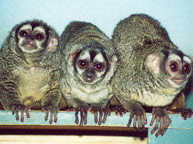 Смотреть фото Ночная обезьяна Фото Ночная обезьяна