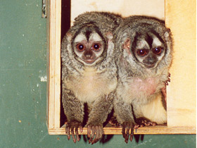 Смотреть фото Ночная обезьяна Фото Ночная обезьяна