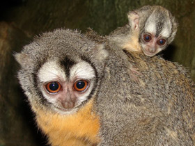 Смотреть фото Ночная обезьяна Фото Ночная обезьяна