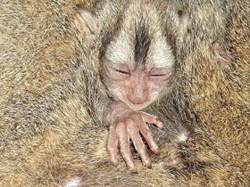 Смотреть фото Боливийская мирикина Фото Боливийская мирикина