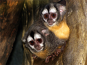 Смотреть фото Боливийская мирикина Фото Боливийская мирикина