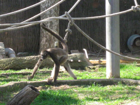 Смотреть фото Колумбийская коата Фото Колумбийская коата