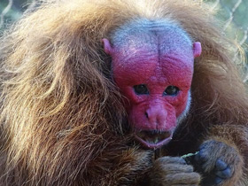 Смотреть фото Уакари Фото Уакари