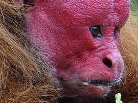 Смотреть фото Уакари Фото Уакари