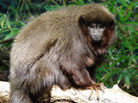 Фото Медный прыгун