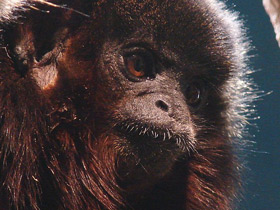 Фото Медный прыгун