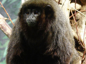 Фото Медный прыгун