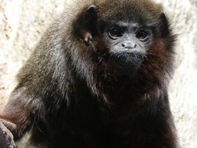 Фото Медный прыгун