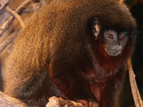 Фото Медный прыгун