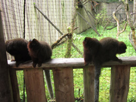 Фото Медный прыгун