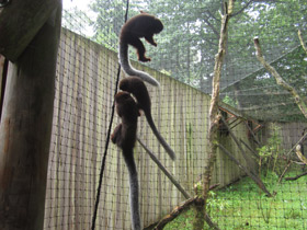 Фото Медный прыгун