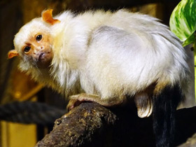 Смотреть фото Серебристая игрунка Фото Серебристая игрунка