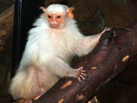 Смотреть фото Серебристая игрунка Фото Серебристая игрунка