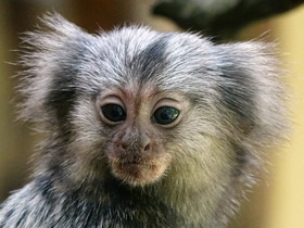 Смотреть фото Обыкновенная игрунка Фото Обыкновенная игрунка