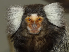 Смотреть фото Обыкновенная игрунка Фото Обыкновенная игрунка