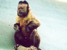 Фото Бурый капуцин