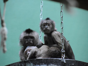 Смотреть фото Капуцин-плакса Фото Капуцин-плакса