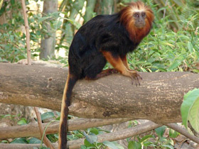 Смотреть фото Золотистоголовая игрунка Фото Золотистоголовая игрунка