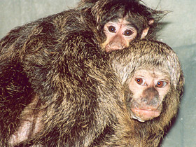 Смотреть фото Бледнолиций саки Фото Бледнолиций саки