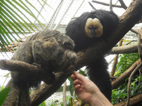 Смотреть фото Бледнолиций саки Фото Бледнолиций саки