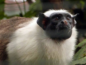 Смотреть фото Двуцветный тамарин Фото Двуцветный тамарин