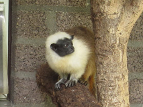 Смотреть фото Двуцветный тамарин Фото Двуцветный тамарин