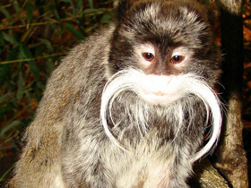 Смотреть фото Императорский тамарин Фото Императорский тамарин