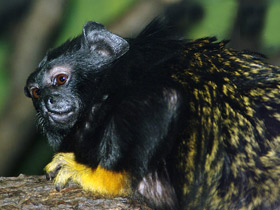 Смотреть фото Краснорукий тамарин Фото Краснорукий тамарин