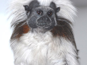 Смотреть фото Эдипов тамарин Фото Эдипов тамарин