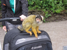 Смотреть фото Боливийский саймири Фото Боливийский саймири